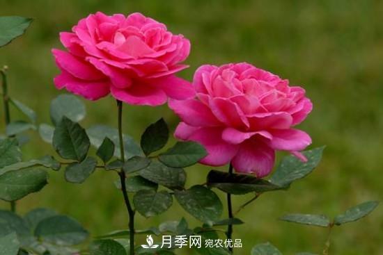 夏季陰雨綿綿，要花命，你的月季還在嗎？(圖1)
