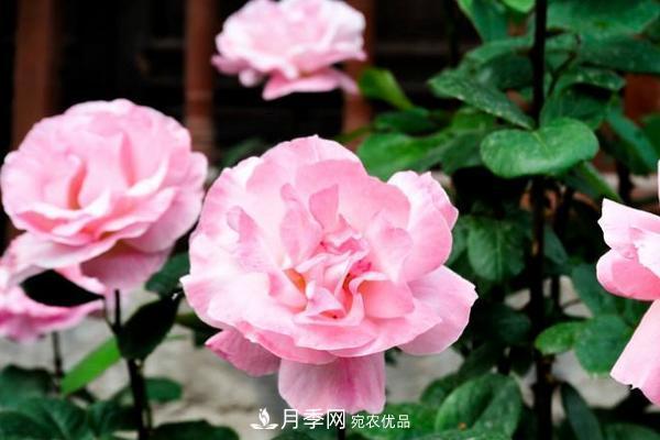 夏季陰雨綿綿，要花命，你的月季還在嗎？(圖2)