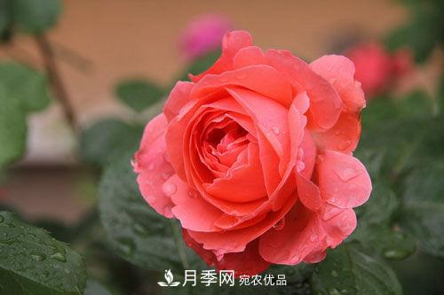 夏季陰雨綿綿，要花命，你的月季還在嗎？(圖3)