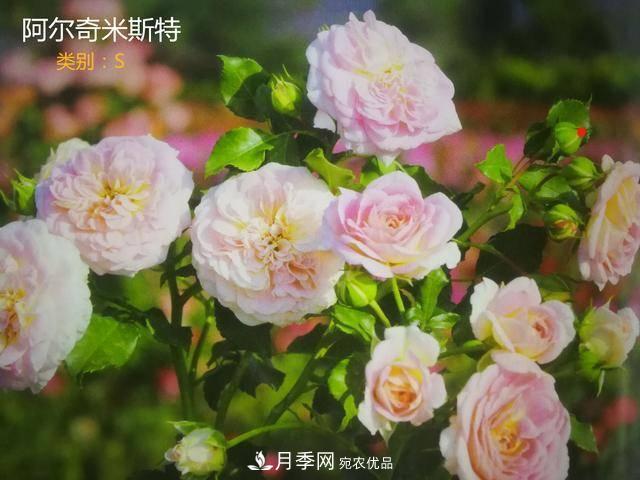 月季花有兩萬多個品種，它的類別原來是這樣劃分的(圖7)