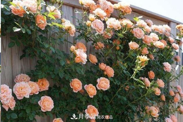 廣東種月季，首選這15個(gè)品種，一年花開(kāi)10個(gè)月！(圖1)