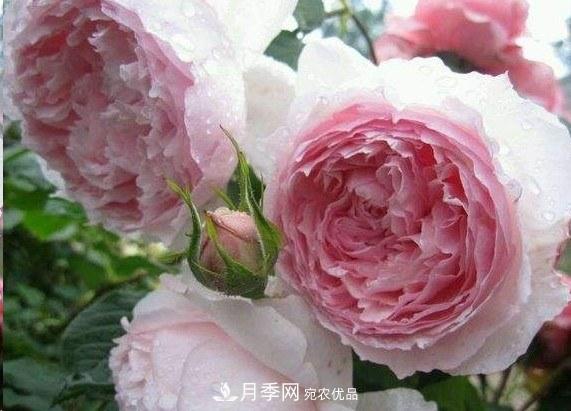 廣東種月季，首選這15個(gè)品種，一年花開(kāi)10個(gè)月！(圖7)