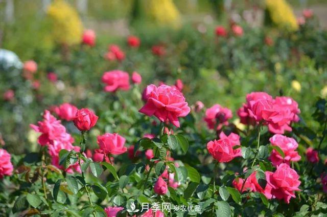 走進(jìn)世界***大月季園，近7000個品種，30000棵月季……(圖2)