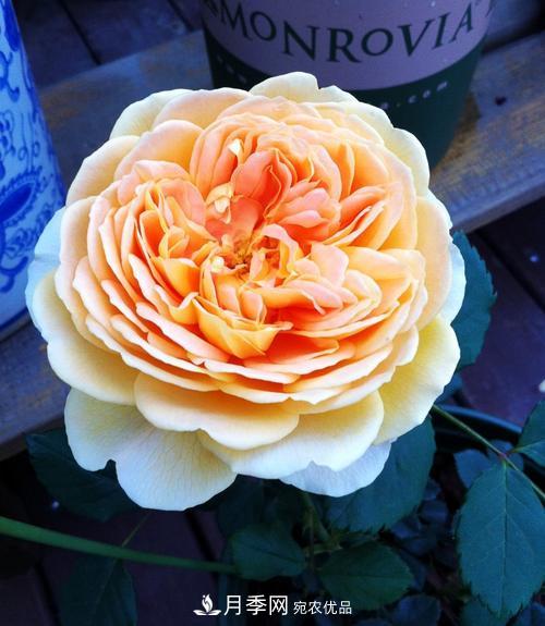 審美觀不同，哪些月季花品種是花友公認(rèn)必備的？(圖5)