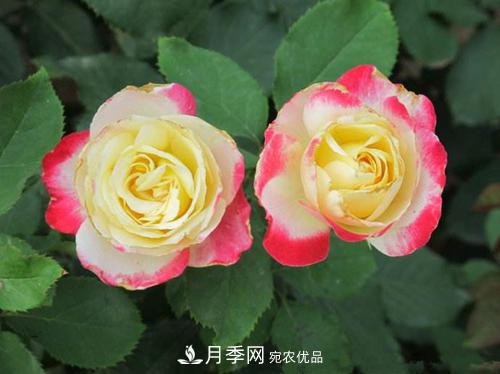 審美觀不同，哪些月季花品種是花友公認(rèn)必備的？(圖1)