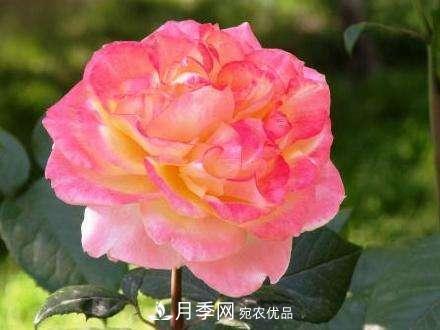 審美觀不同，哪些月季花品種是花友公認(rèn)必備的？(圖2)
