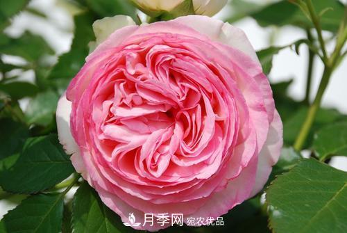 審美觀不同，哪些月季花品種是花友公認(rèn)必備的？(圖4)