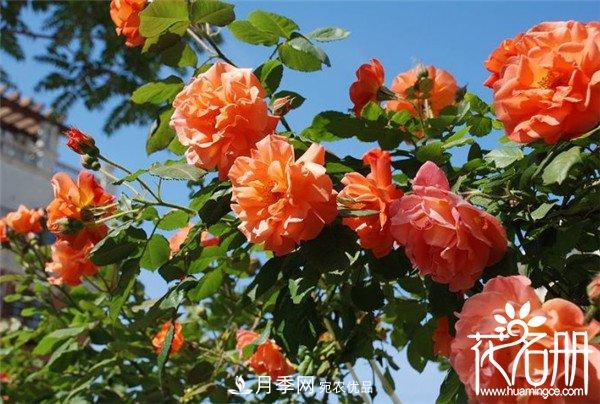 爬藤月季什么品種***美？十大爬藤月季排名(圖4)