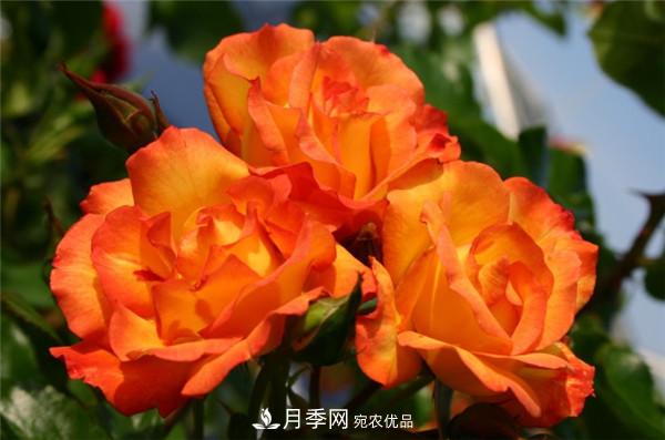 爬藤月季什么品種***美？十大爬藤月季排名(圖5)
