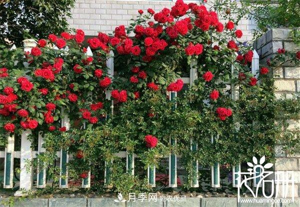 爬藤月季什么品種***美？十大爬藤月季排名(圖6)