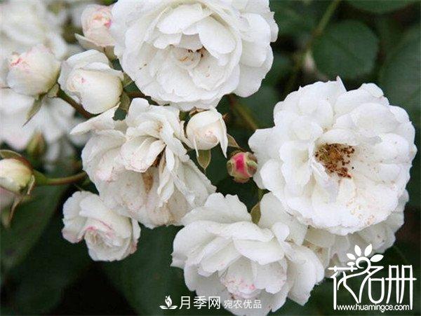 爬藤月季什么品種***美？十大爬藤月季排名(圖7)