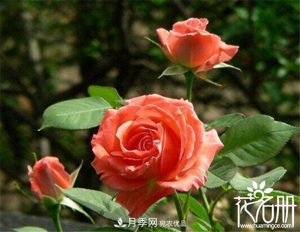 爬藤月季什么品種***美？十大爬藤月季排名(圖8)