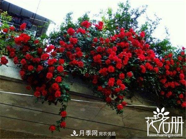 爬藤月季什么品種***美？十大爬藤月季排名(圖3)
