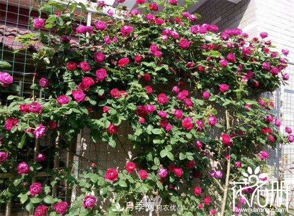 爬藤月季什么品種***美？十大爬藤月季排名(圖9)