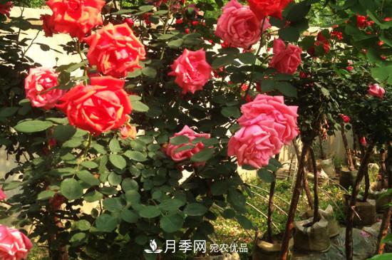 綠化種植后，月季樹(shù)還會(huì)長(zhǎng)粗嗎？(圖3)