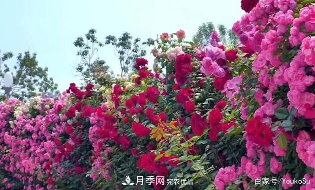 來山東聊城九州洼月季公園，邂逅璀璨月季花海(圖5)