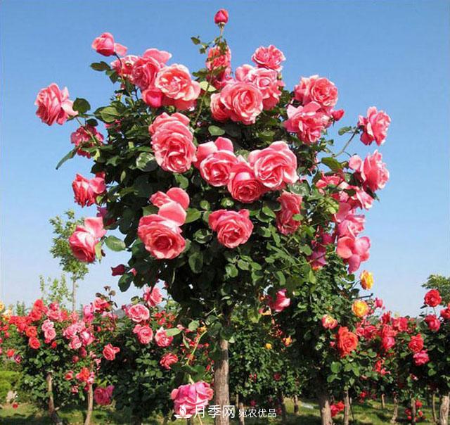 怎么養(yǎng)護(hù)月季樹？開花朵朵不倒伏，了解這幾點(圖1)