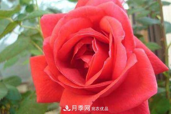 常見的月季的主要蟲害有哪些？(圖2)