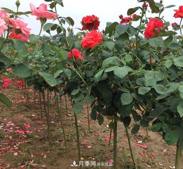 南陽棒棒糖月季樹的嫁接辦法(圖1)