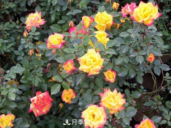 變色月季品種有哪幾個(gè)？(圖1)