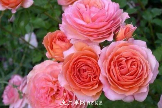 月季上有蜘蛛網怎么辦？解決辦法(圖1)