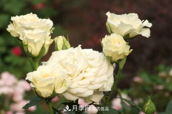 月季上有蜘蛛網怎么辦？解決辦法(圖2)