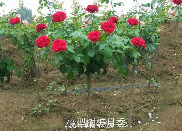 小型樹樁月季，小月季樹批發(fā)價格(圖2)