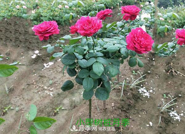 小型樹樁月季，小月季樹批發(fā)價格(圖3)