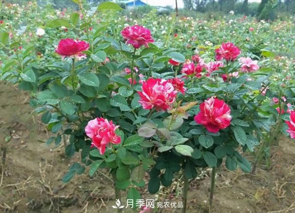 小型樹樁月季，小月季樹批發(fā)價格(圖4)