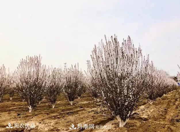 苗木價(jià)格變化大，主要有這三個因素(圖3)
