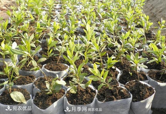 北方園林需求旺盛，分享大規(guī)格容器苗木培育技術(shù)以及管理方法(圖11)