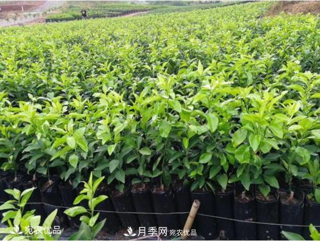 北方園林需求旺盛，分享大規(guī)格容器苗木培育技術(shù)以及管理方法(圖9)
