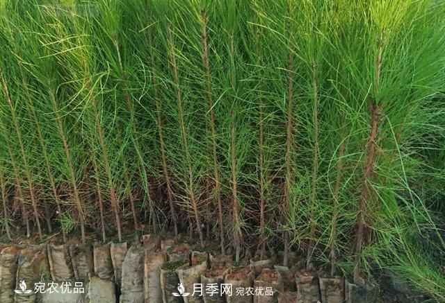 北方園林需求旺盛，分享大規(guī)格容器苗木培育技術(shù)以及管理方法(圖3)