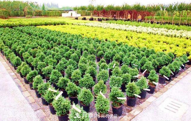 北方園林需求旺盛，分享大規(guī)格容器苗木培育技術(shù)以及管理方法(圖4)