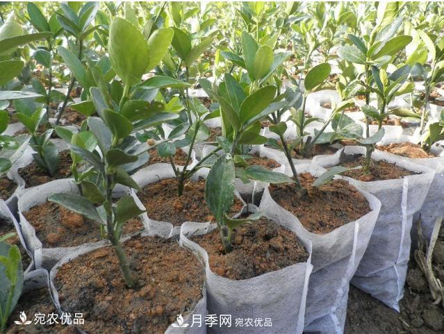 北方園林需求旺盛，分享大規(guī)格容器苗木培育技術(shù)以及管理方法(圖6)