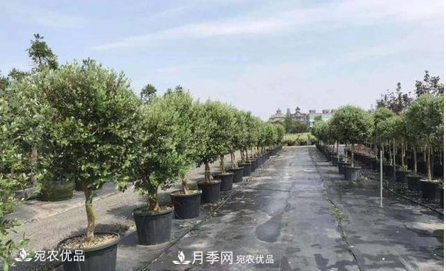 北方園林需求旺盛，分享大規(guī)格容器苗木培育技術(shù)以及管理方法(圖10)