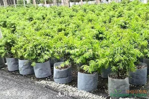 北方園林需求旺盛，分享大規(guī)格容器苗木培育技術(shù)以及管理方法(圖5)
