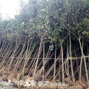 南陽(yáng)精品桂花球，3-5公分桂花苗桂花樹(shù)(圖5)