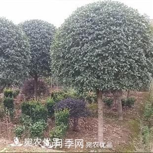 南陽(yáng)精品桂花球，3-5公分桂花苗桂花樹(shù)(圖1)