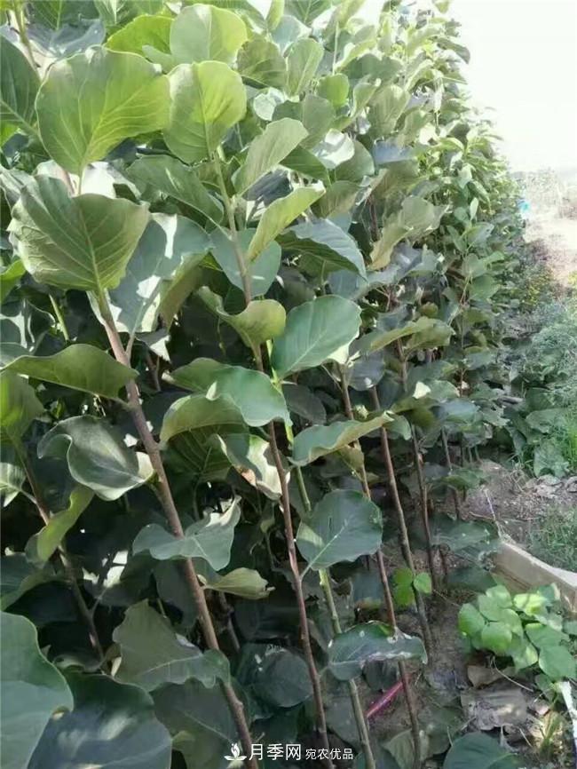 南陽(yáng)玉蘭基地，廣玉蘭苗木繁育技術(shù)(圖2)