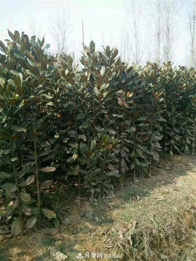 南陽(yáng)玉蘭基地，廣玉蘭苗木繁育技術(shù)(圖1)