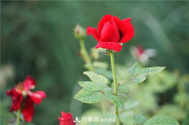山東濟(jì)南的后花園，童話般月季花王國(guó)，300畝900個(gè)品種月季花盛放(圖7)
