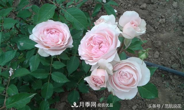 月季知識知多少？這可能是世上***全的月季百科知識！(圖4)