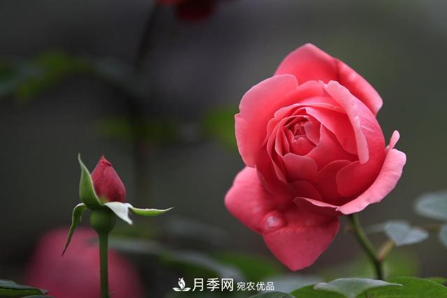 月季花如何施肥？經(jīng)驗之談，正確使用有機(jī)肥和化學(xué)肥料(圖1)