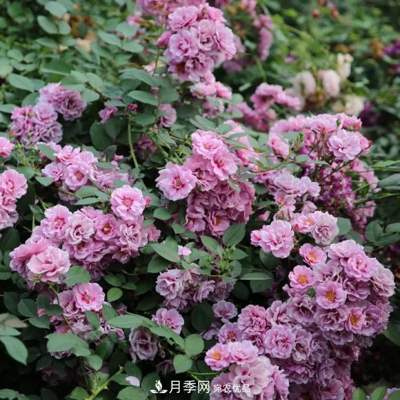 8款巴比倫眼睛月季，花型獨(dú)特還有好聞的香味(圖5)