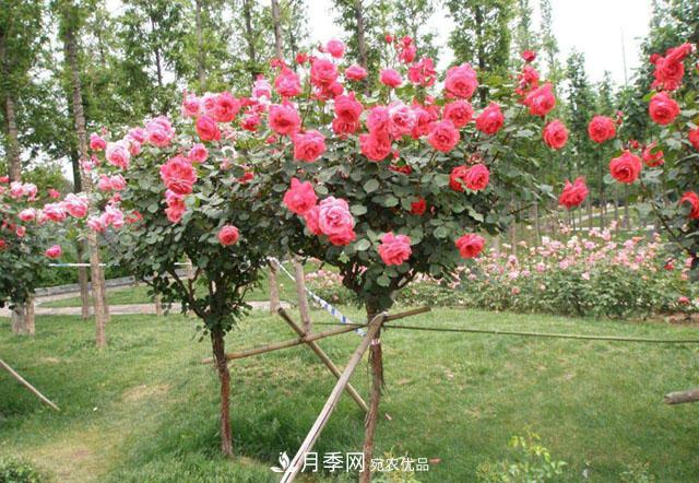 嫁接樹狀月季用什么砧木比較好？南陽月季樹基地告訴你(圖2)