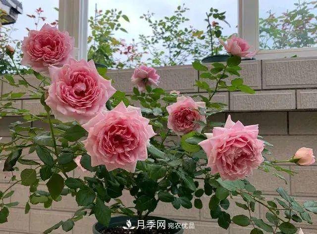 七月炎熱盆栽月季的葉片大量脫落，“煉苗”可抵抗酷暑！(圖1)