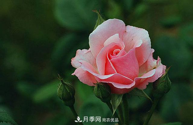 月季花春季萌芽，老葉片“何去何從”？處理得當(dāng)，開花才會滿枝頭(圖1)