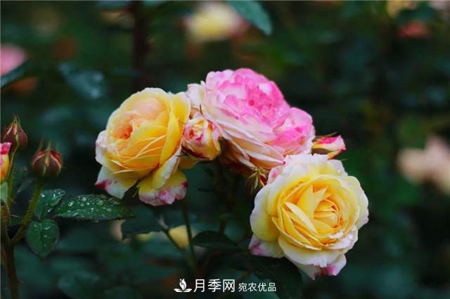 南方花友，您的月季打頂摘心了嗎？明年開(kāi)得才更猛(圖1)