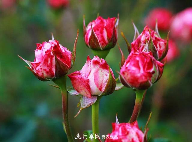 南方花友，您的月季打頂摘心了嗎？明年開(kāi)得才更猛(圖2)